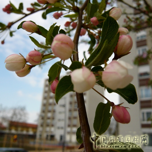 阿森納街區(qū)