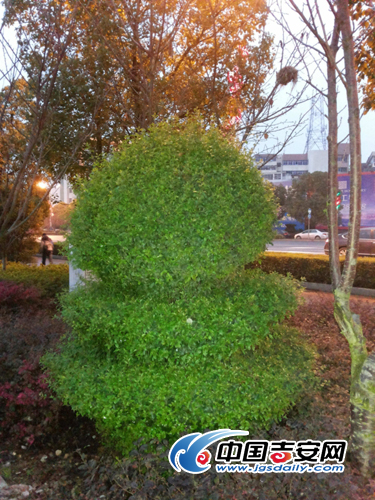 創(chuàng)意綠化