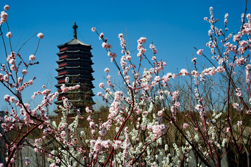 北京園博園春意盎然