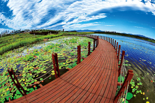 夏日水景 棧橋觀蓮