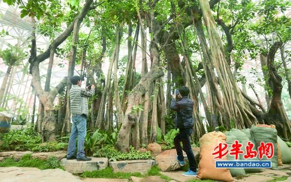 高山榕獨木成林。