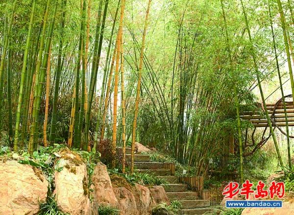 植物館里的竹林。