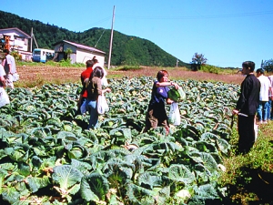 采摘是食品安全流通設計中的一環。