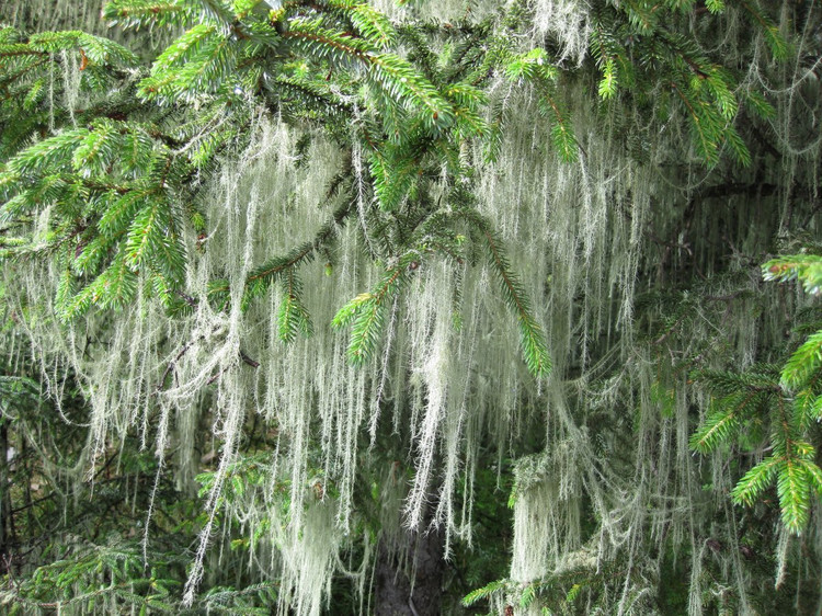 國家公園 云南國家公園 國家公園體制
