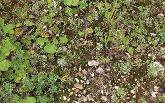 丹麥羅斯基勒之沙丘景觀