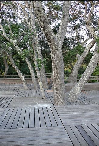 景觀(guān)設(shè)計(jì) 唐納花園 托馬斯·丘奇 加州花園