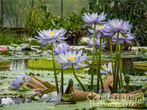 圣彼得堡植物園