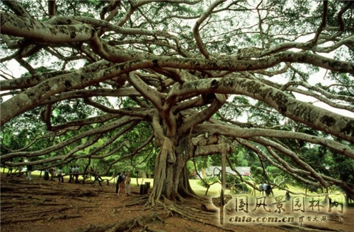 圣彼得堡植物園