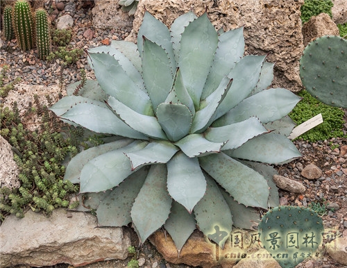 圣彼得堡植物園