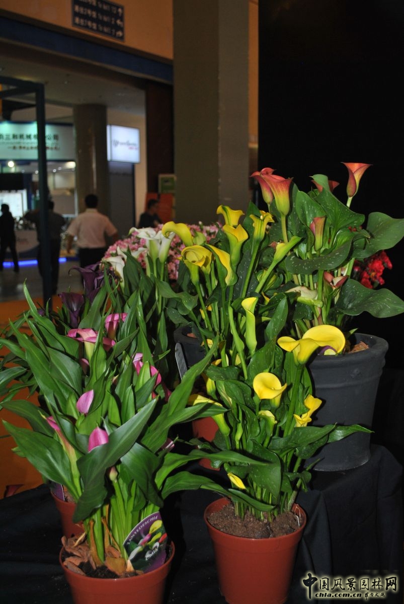 第十六屆中國(guó)國(guó)際花卉園藝展覽