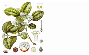 劇毒植物馬錢子