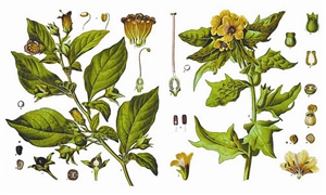 顛茄（左）與天仙子（右），兩種劇毒的茄科植物