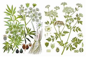 毒芹（左）與毒參（右）：兩種劇毒的傘形科植物