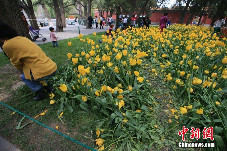 游客進入花叢隨意踩踏