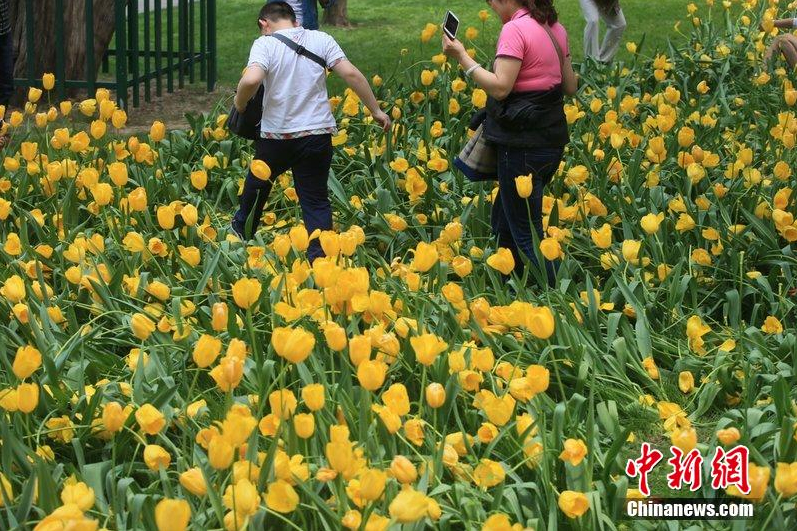 游客進入花叢隨意踩踏