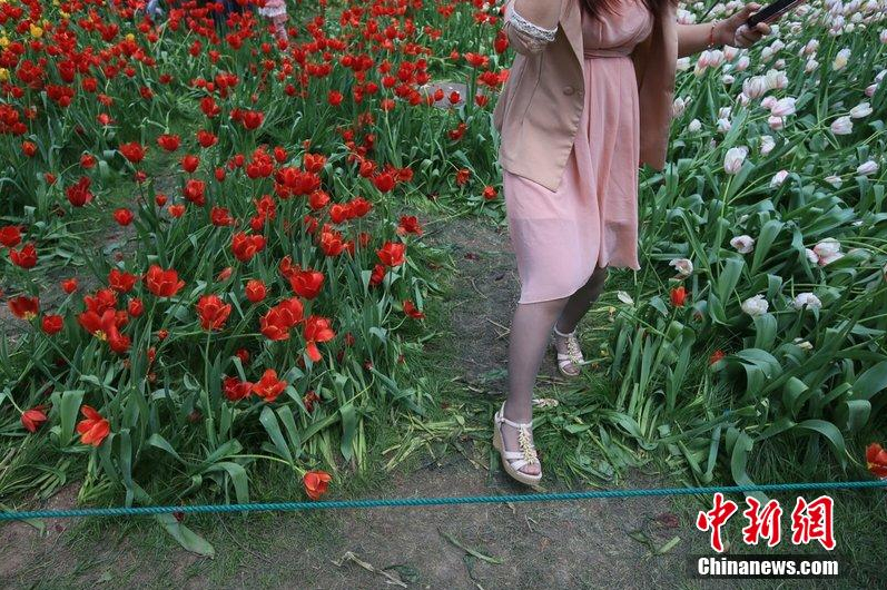 游客進入花叢隨意踩踏