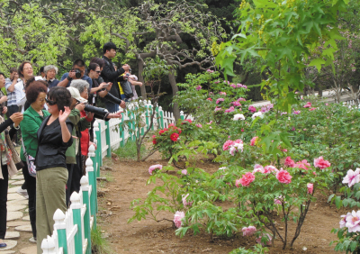 盛開的牡丹花吸引了不少游客。