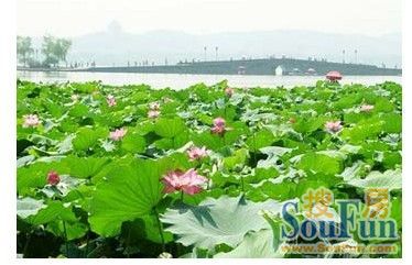 城市規(guī)劃 景觀園林 畸形城市