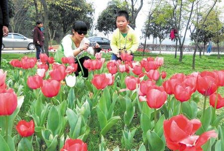 生態(tài)園引種國產(chǎn)郁金香