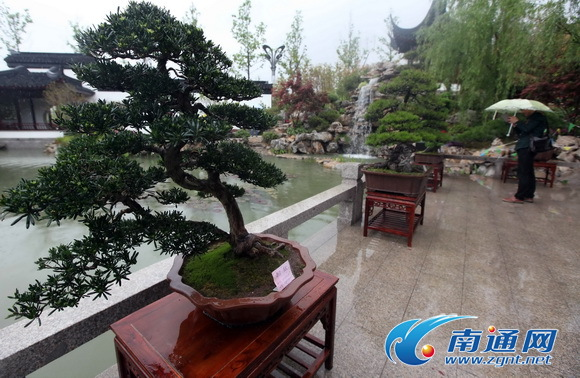 世界園藝博覽會青島亮相 通派盆景成江蘇館“鎮(zhèn)館之寶”
