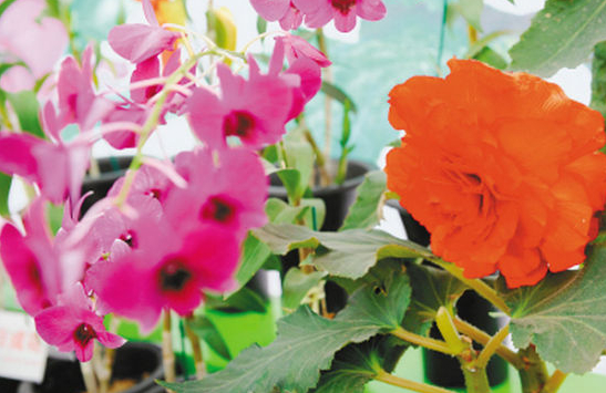 左為金日成花、右為金正日花