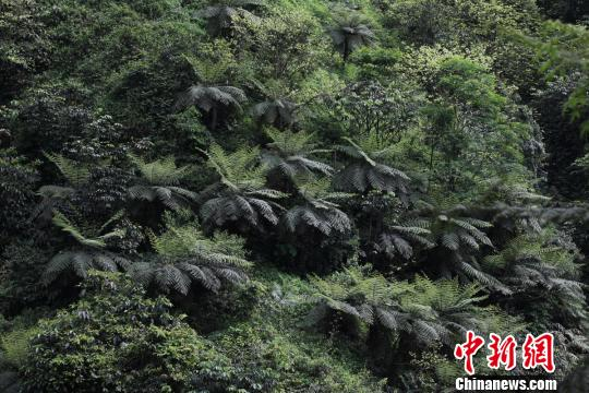 四川長寧一景區(qū)現(xiàn)罕見桫欏群落層片結(jié)構(gòu) 