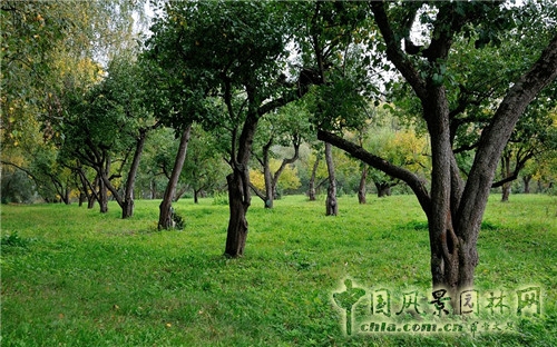 雅斯納亞?波良納