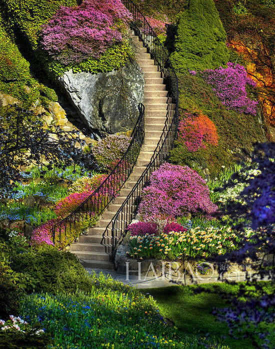 美麗花園 花園景觀