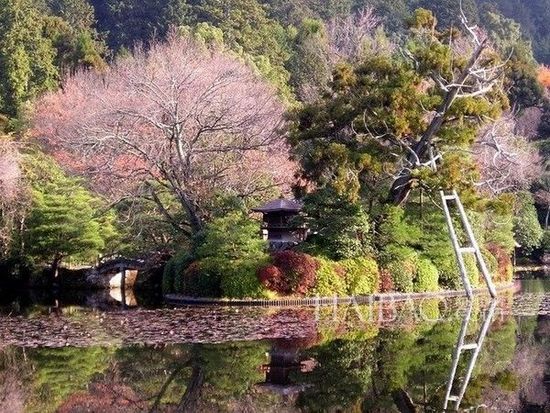 美麗花園 花園景觀