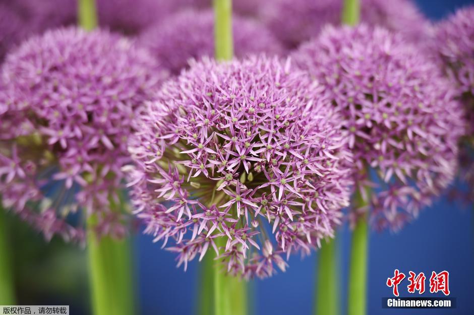 切爾西花展 花展 英國皇家園藝學(xué)會