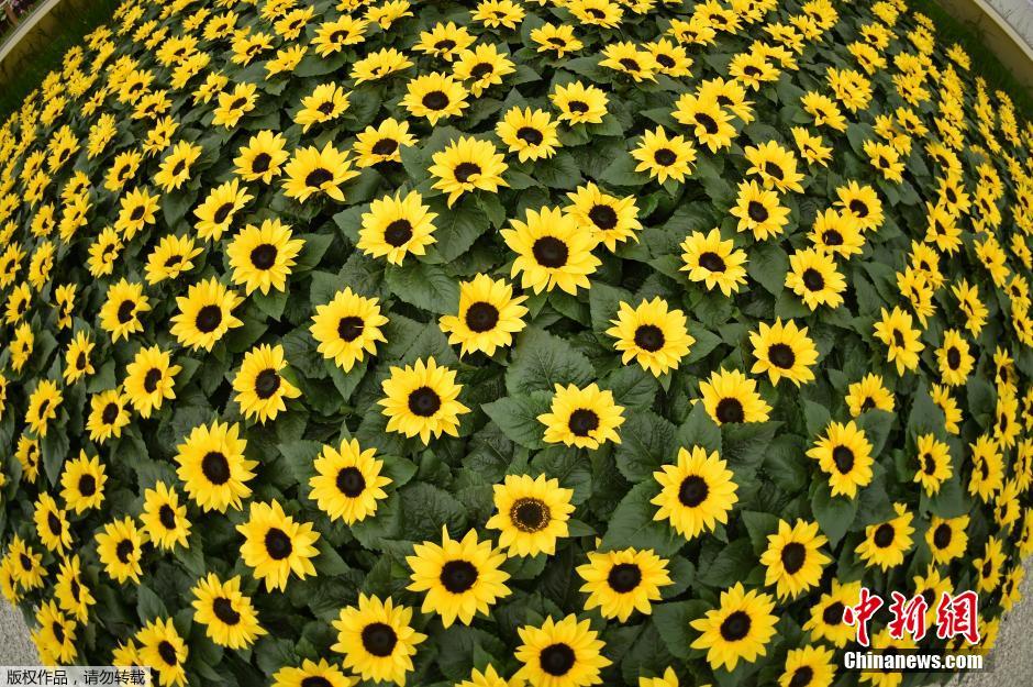 切爾西花展 花展 英國皇家園藝學會