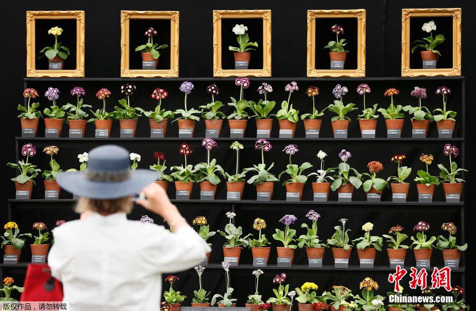 切爾西花展 花展 英國皇家園藝學會