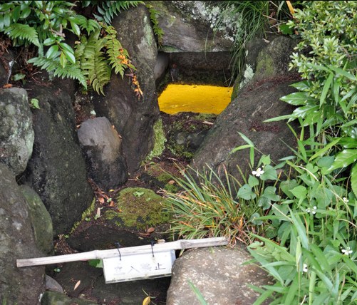 在陽光的照射下便金光閃閃的“金光藻”