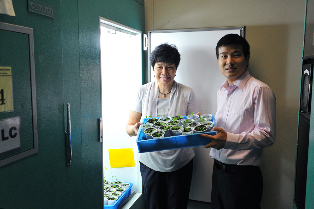 港大研轉基因助植物抗凍