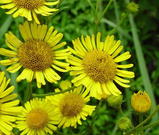 大花旋覆花繁殖與用途