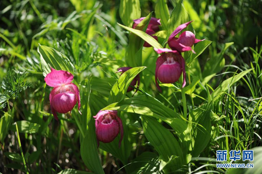 河北承德發現國家一級保護植物大花杓蘭 