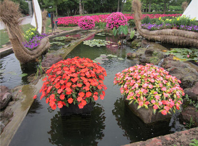 新型花卉超級鳳仙“桑蓓斯”