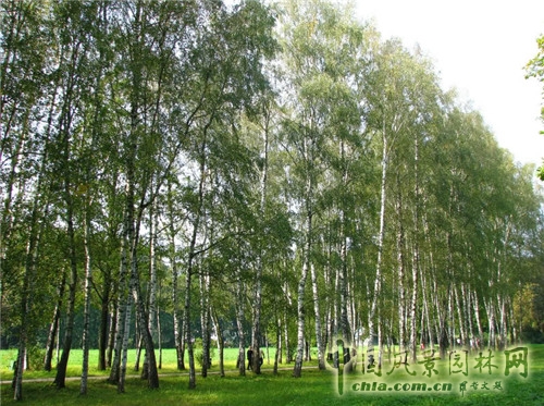 雅斯納亞 波良納