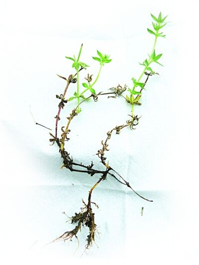 新物種形象并不出奇。