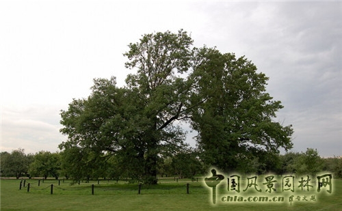 卡洛明斯科婭莊園