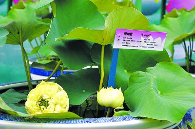 圓明園 荷花節(jié) 北京公園 北京荷花