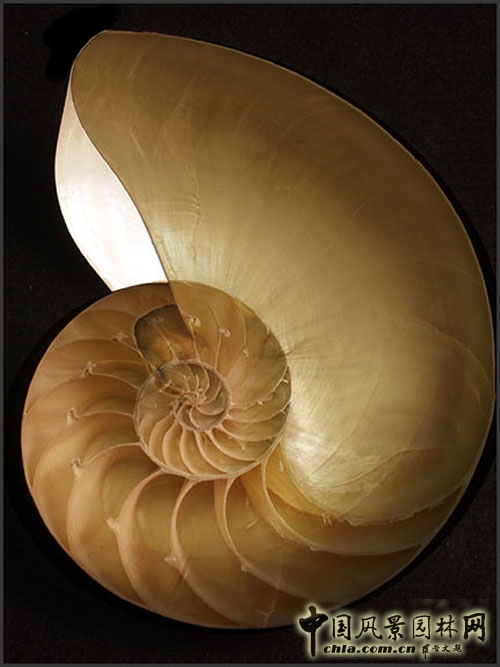 自然不存在設計方面的問題