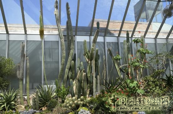 莫斯科總植物園