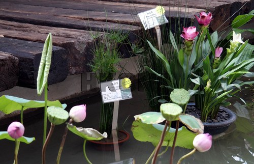 香港展出特別品種水生植物