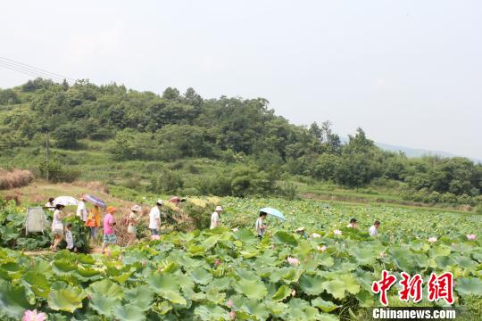 湖南邵陽市農(nóng)民引種“太空蓮”