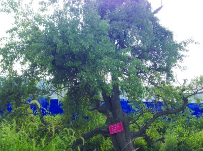 古樹保護(hù) 肥西縣 古樹名木 園林綠化