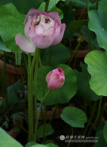 本應該是筆直的花莖,分叉出了一枝。