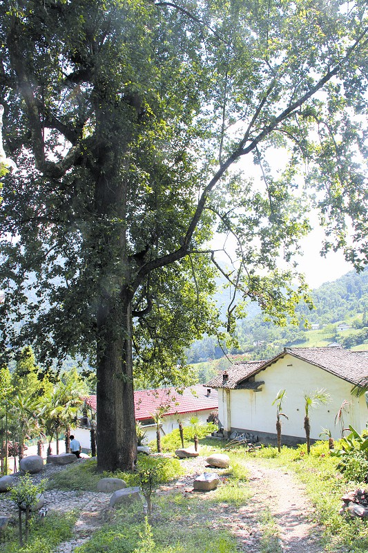 大樹右側的房屋為李光新家的老宅子，現已拆除。