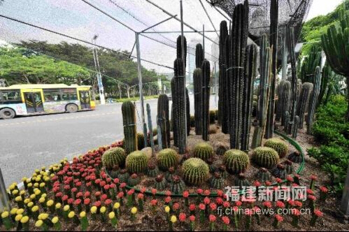 仙人掌首次現身廈門綠化景觀