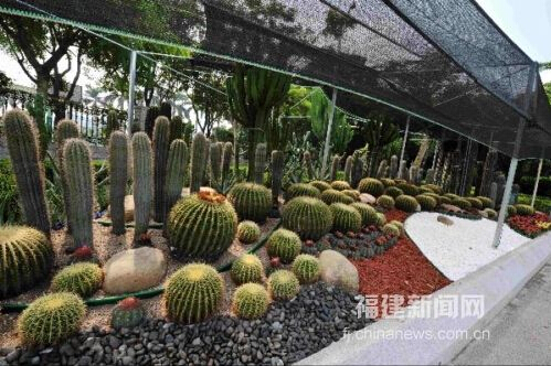 仙人掌首次現身廈門綠化景觀